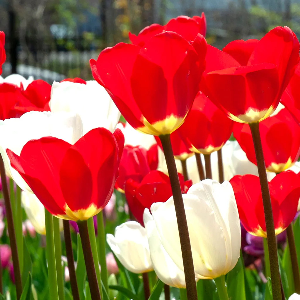 Vibrant red and white tulips in full spring bloom with pink and purple varieties visible in the background of a sunny garden