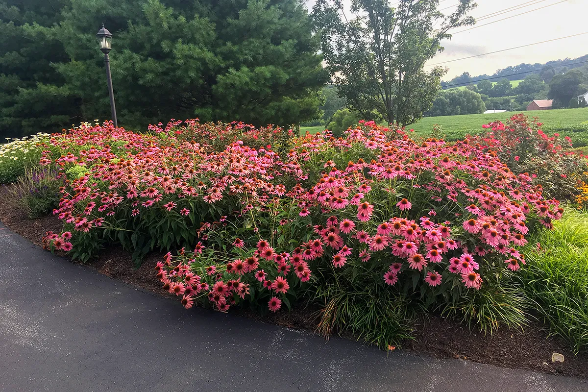 Sweeping curved perennial border of Echinacea purpurea coneflowers with ornamental grasses and mixed summer plantings along an estate driveway in Chester County, Pennsylvania
