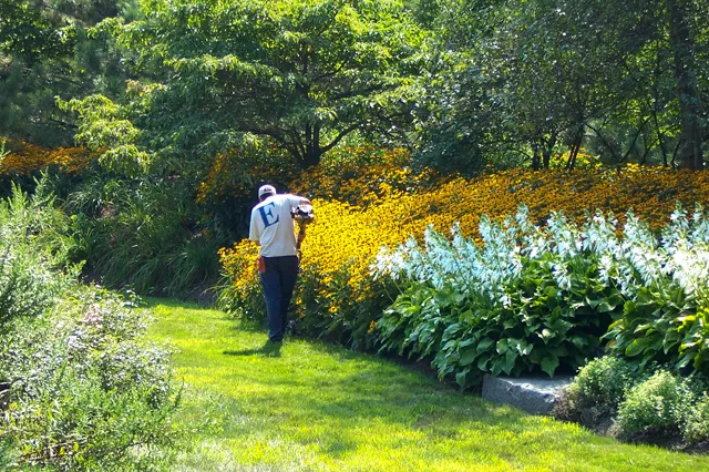 EHS crew member maintaining a summer perennial border of black-eyed Susans and hostas at a private estate