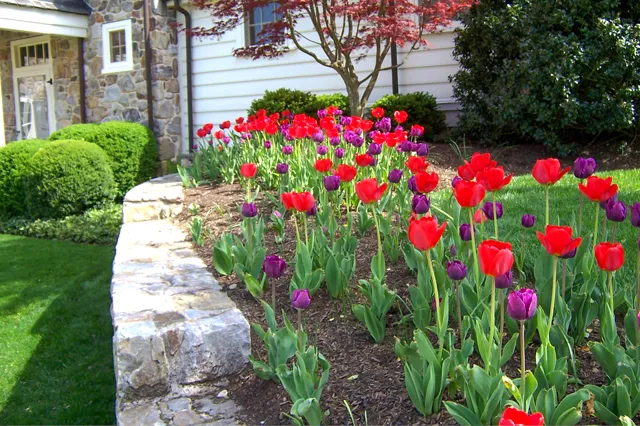 Spring border at a Chester County property — red and purple tulips, pruned boxwood, and Japanese maple, maintained by Eastern Horticultural Services
