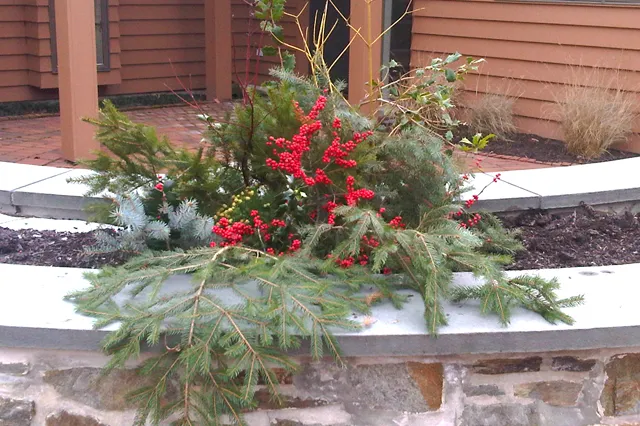 Festive winter container arrangement with blue spruce, red winterberry, and evergreen boughs in a stone planter