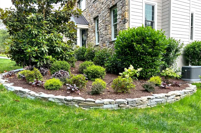 Thriving mixed shrub border with boxwoods, rhododendron, and heuchera in a stone-edged raised bed alongside a stone house foundation