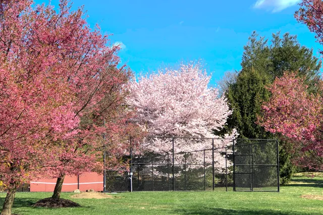 Pink and white ornamental cherry trees in full spring bloom on a maintained estate property with lawn and tennis court