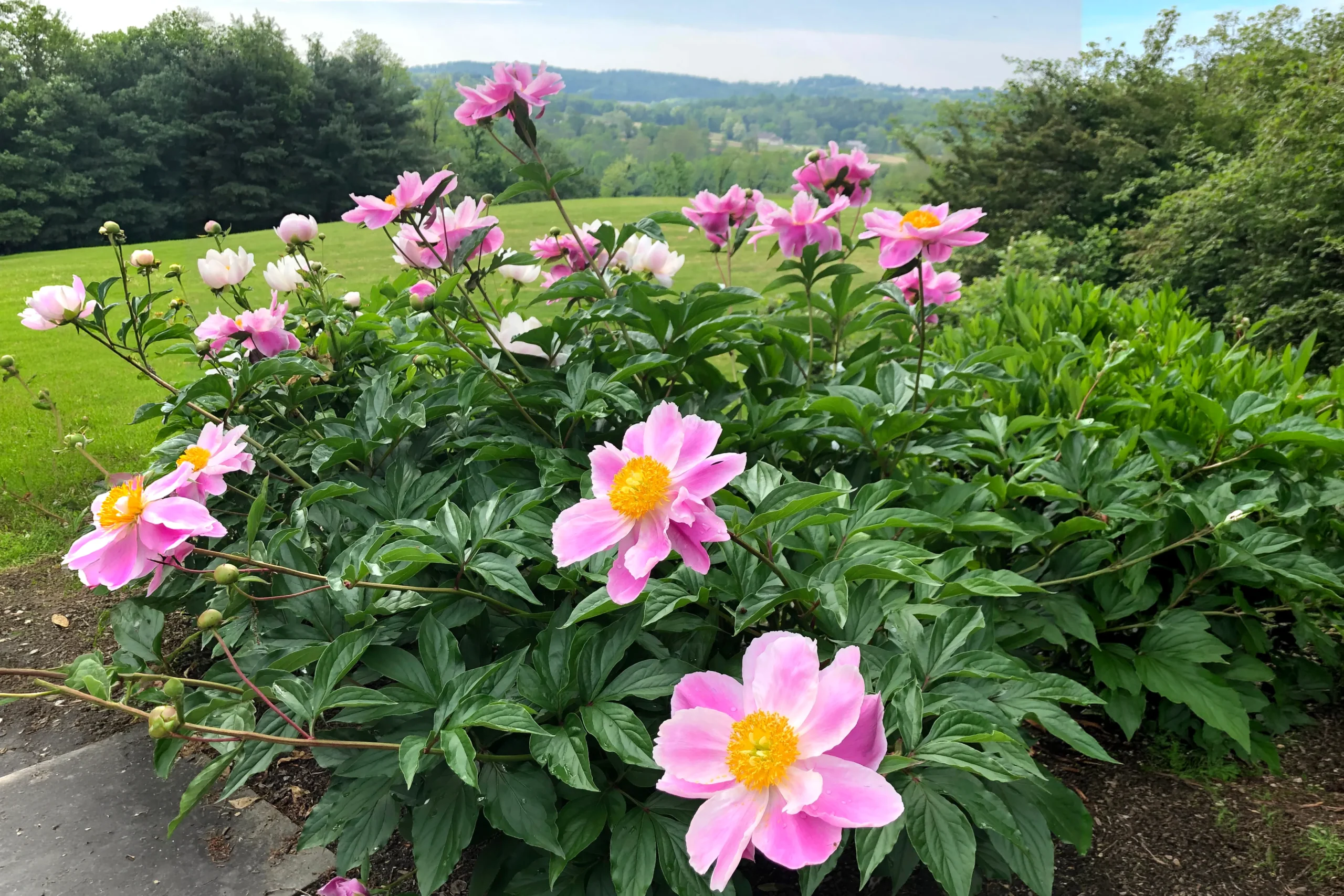 Pink lactiflora peonies in full bloom along a bluestone border, with Chester County estate grounds and Brandywine Valley hills in the background