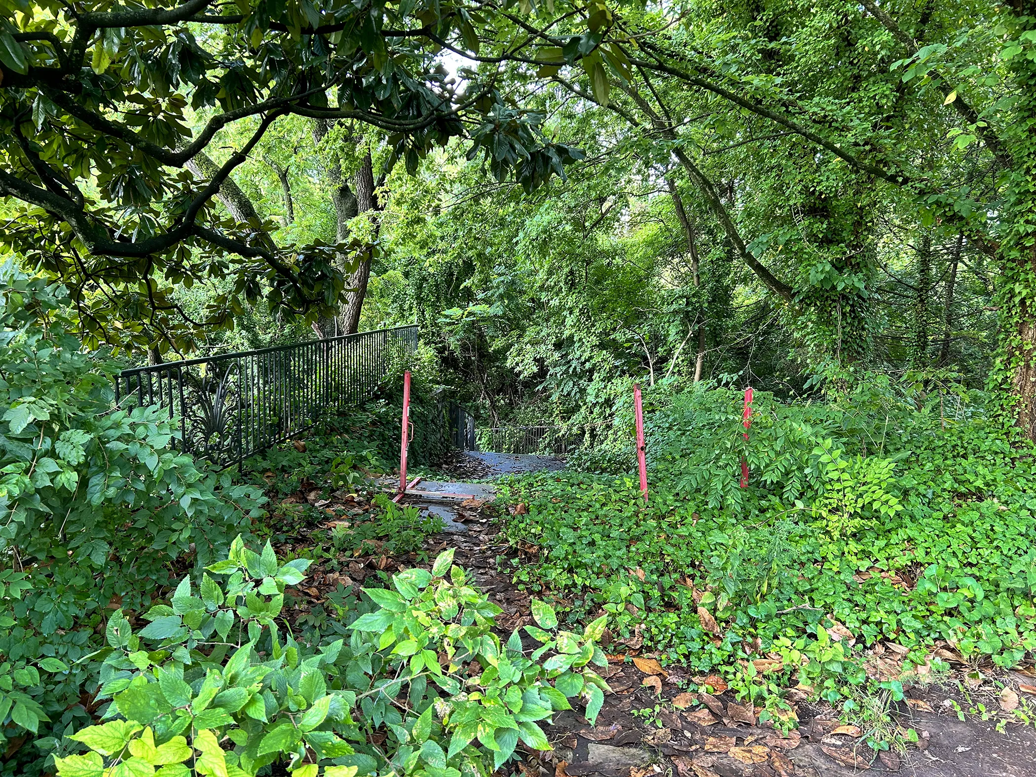 Marble staircase at Gibraltar Estate completely buried under invasive growth before restoration, with iron railing barely visible through dense vegetation