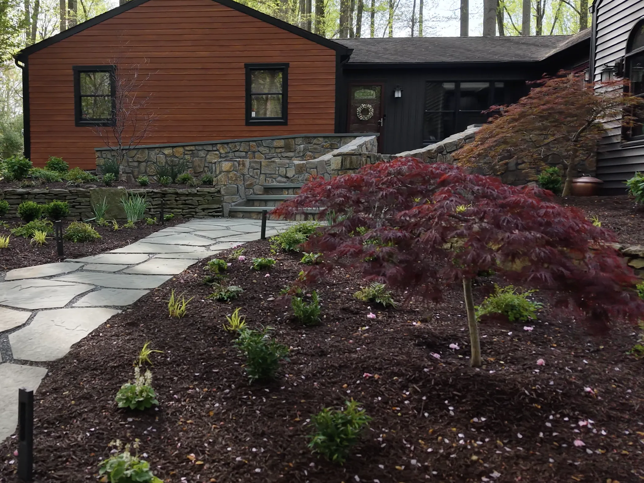 Ground-level view of bluestone approach path, fieldstone retaining wall, and Japanese maple at North Star residence in spring