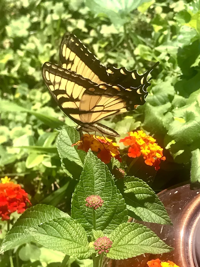 Eastern Tiger Swallowtail butterfly with yellow and black wings feeding on orange and red lantana blooms in a backyard wildlife habitat garden