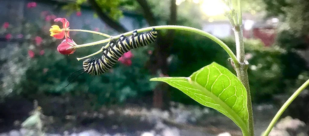 Two striped monarch butterfly caterpillars hanging from a milkweed stem with small red flowers in a backyard wildlife sanctuary garden