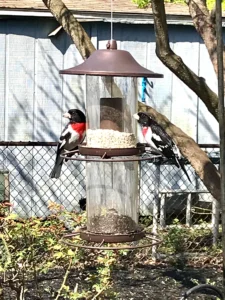 Pair of Rose-breasted Grosbeak birds at a backyard bird feeder, showing distinctive black, white, and red coloring, in a certified wildlife habitat garden