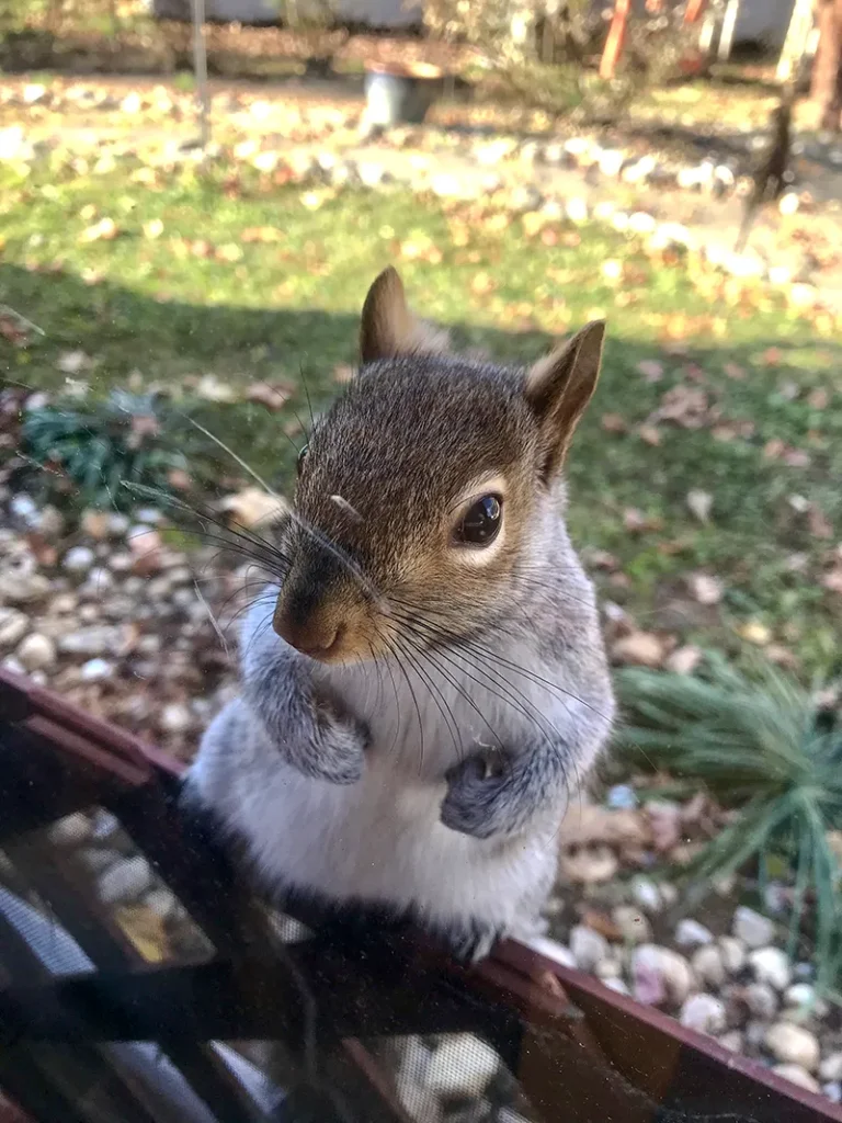 Close-up portrait of a gray squirrel sitting on a porch screen rail looking directly at the camera with paws raised, backyard garden visible behind it