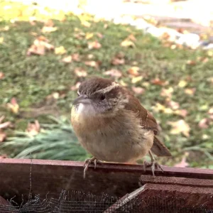 A small round Carolina Wren perched on a porch screen rail with autumn leaves and the backyard wildlife garden visible in the background