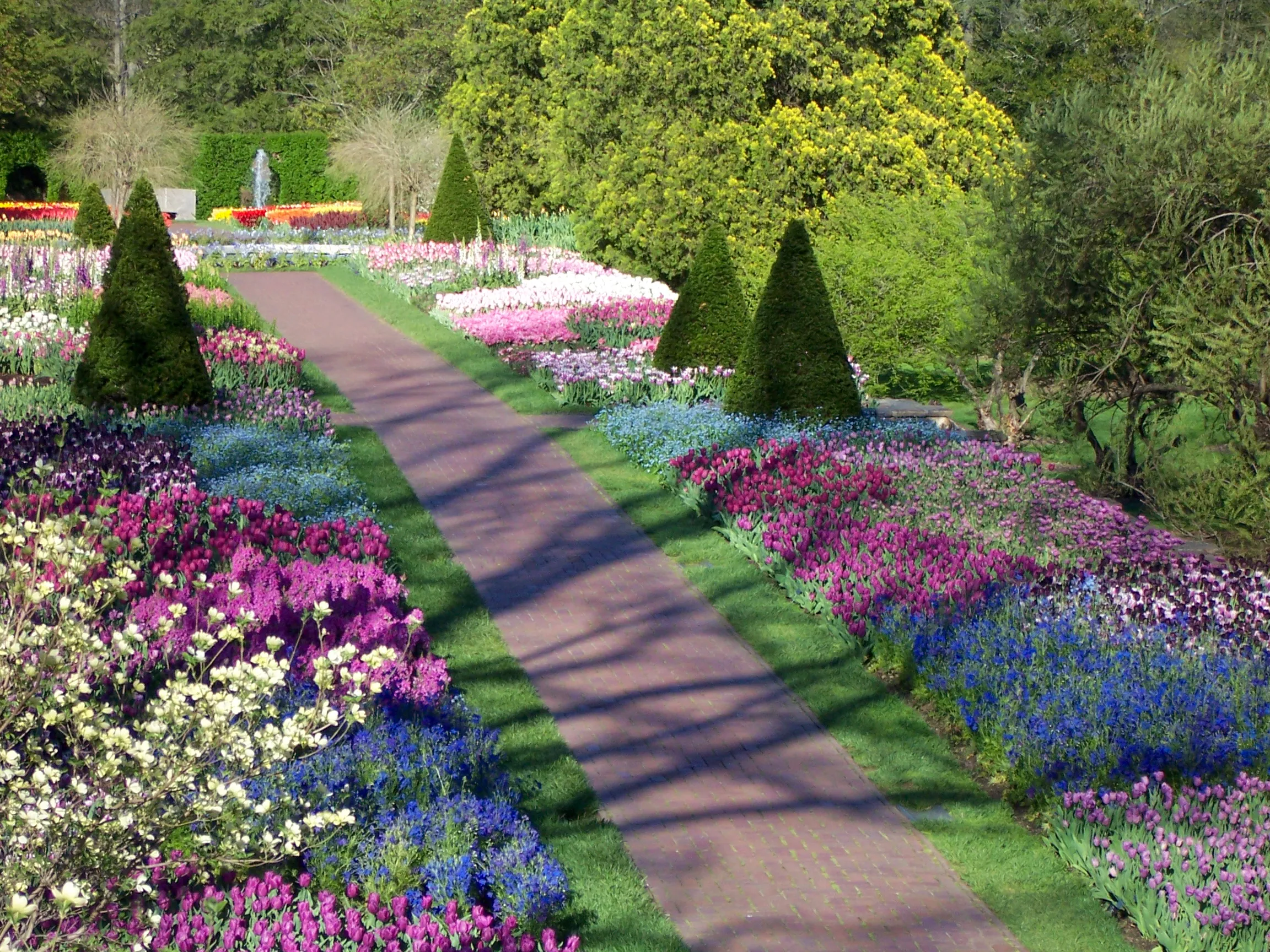 Spring tulip and perennial border along the formal center garden path at Longwood Gardens, Kennett Square, Pennsylvania