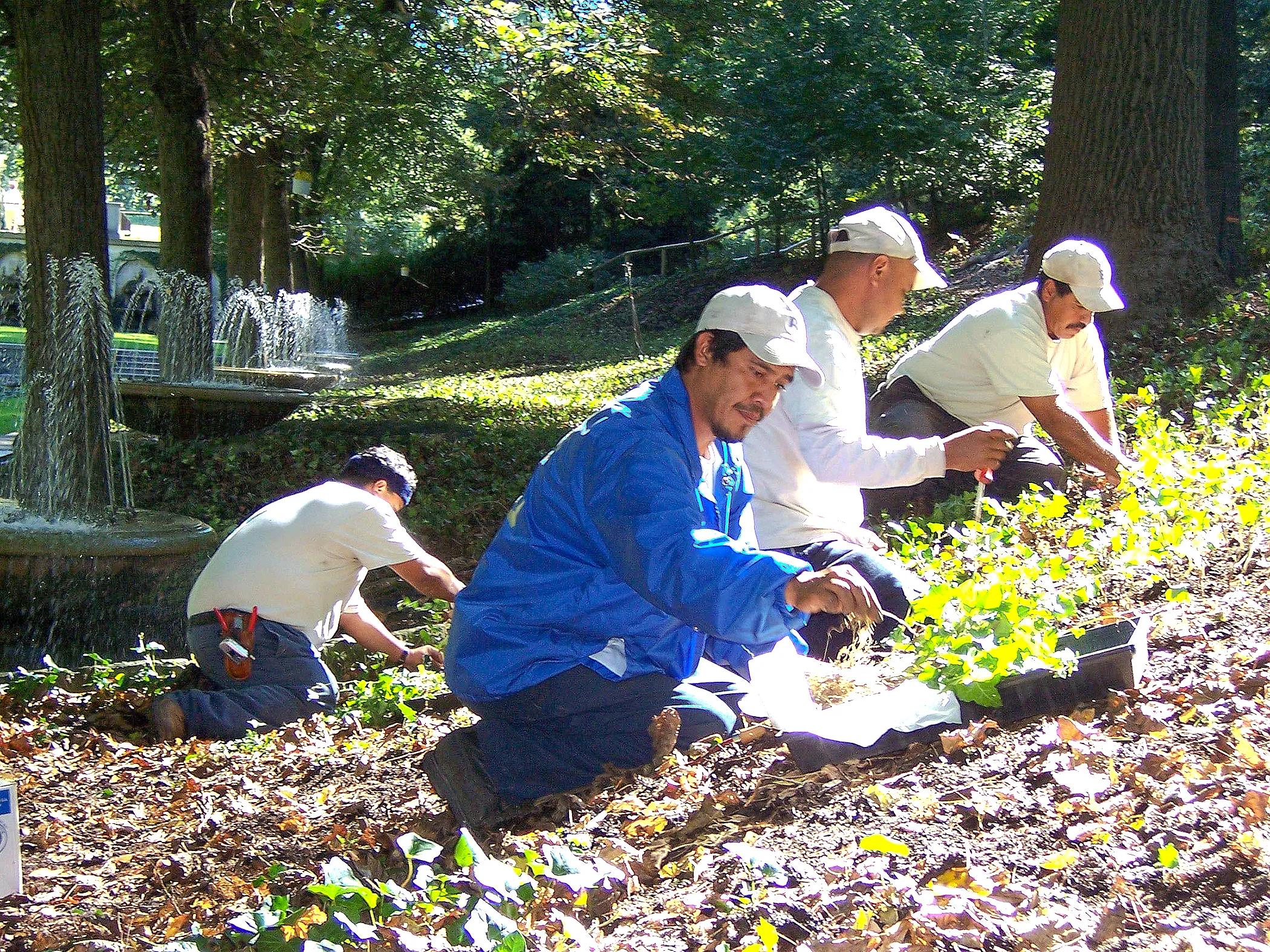 Eastern Horticultural Services crew installing Pachysandra groundcover near the Italian Water Garden at Longwood Gardens, Kennett Square, Pennsylvania