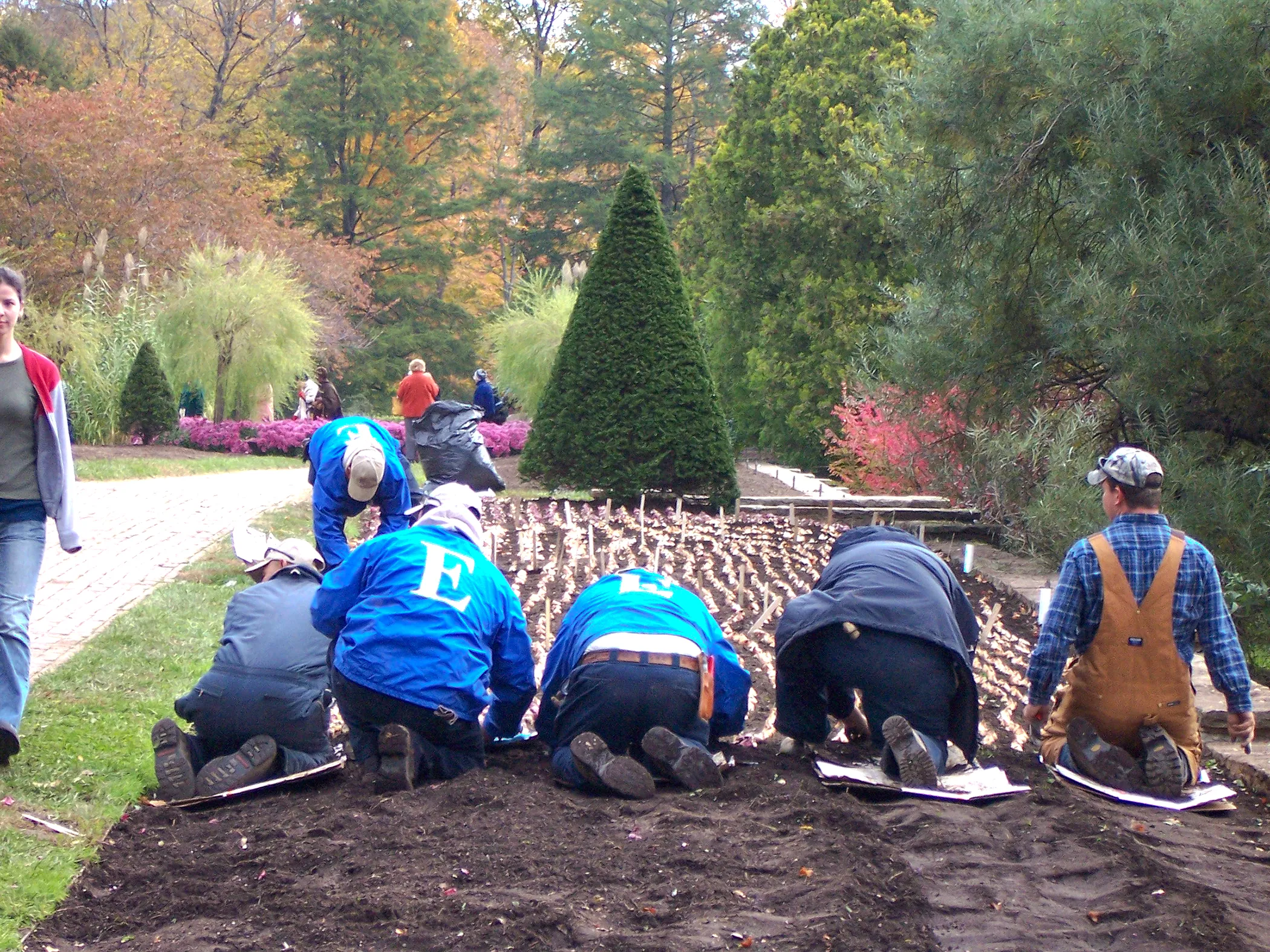 Eastern Horticultural Services crew hand-placing spring bulbs in the center garden at Longwood Gardens during planting season