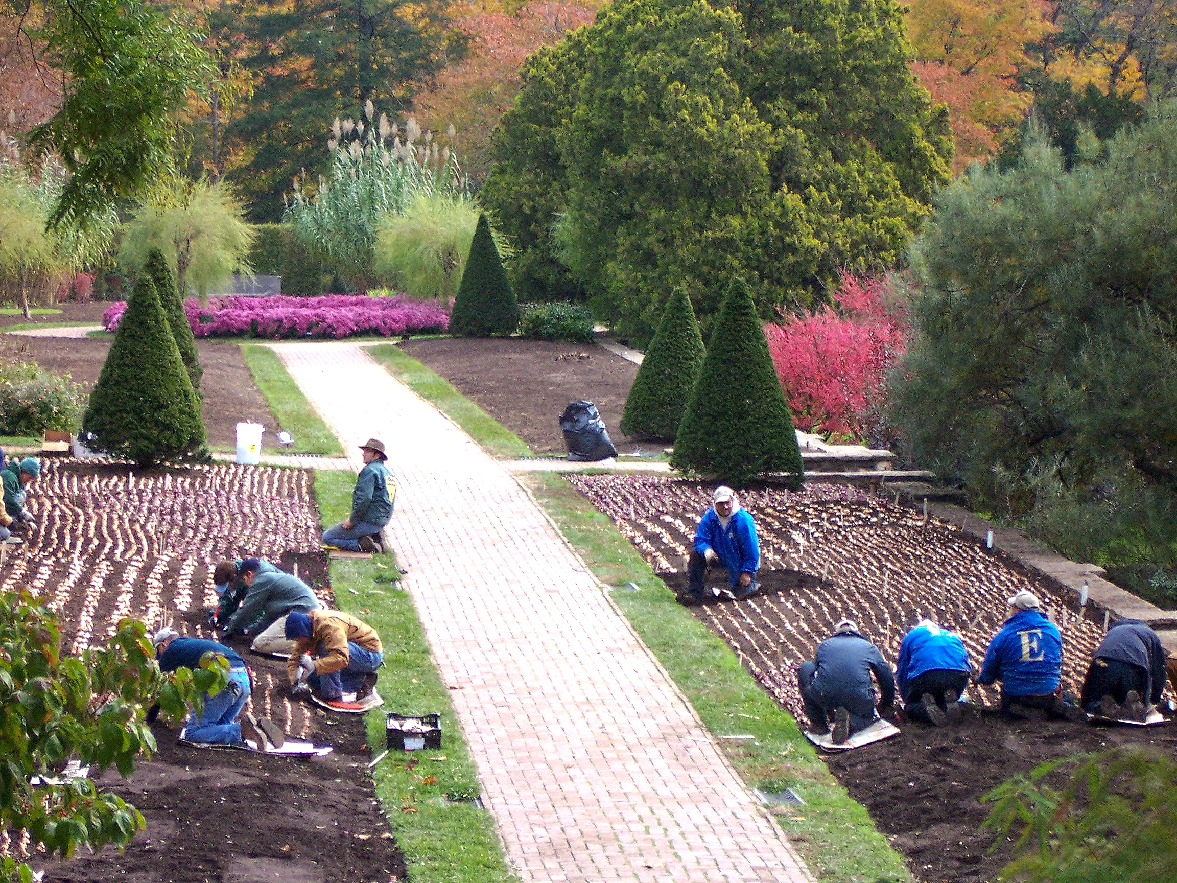Eastern Horticultural Services crew planting thousands of spring bulbs across both beds of the center garden at Longwood Gardens, Kennett Square, Pennsylvania
