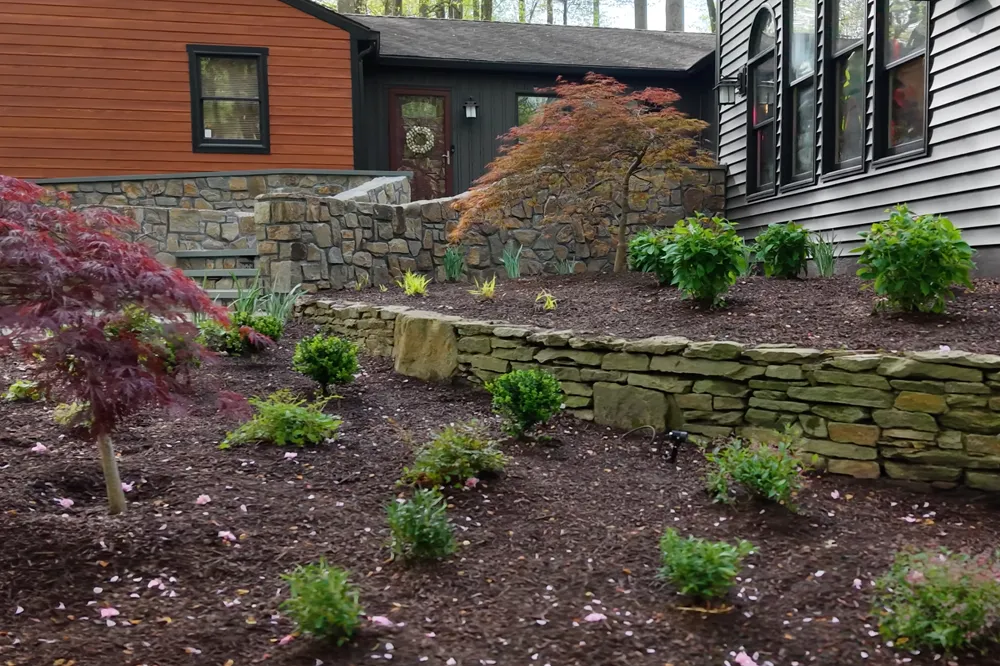 Dry-laid fieldstone retaining walls with tiered planting beds featuring Acer palmatum and Buxus — masonry installation by Eastern Horticultural Services, New Castle County DE