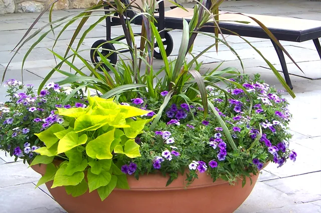 Terracotta container planting with Dracaena spike, Ipomoea batatas, and trailing Calibrachoa on a bluestone terrace — seasonal container design by Eastern Horticultural Services