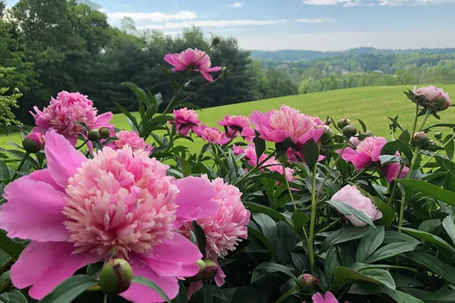 Paeonia in full bloom against a Chester County rolling landscape — perennial border design and planting by Eastern Horticultural Services