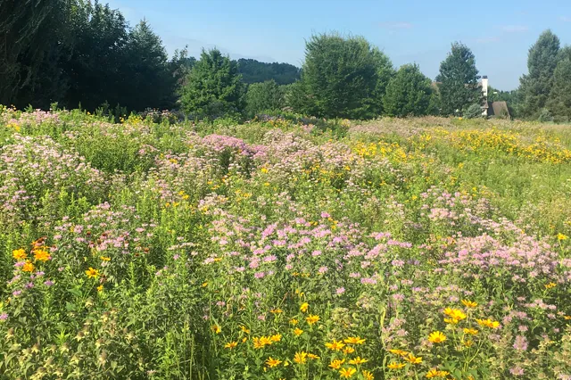 Native pollinator meadow with Monarda, Heliopsis, and mixed native wildflowers in full summer bloom — native garden installation by Eastern Horticultural Services