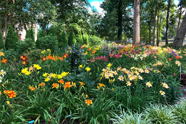 Mixed Hemerocallis daylilies in yellow, orange and red at peak summer bloom alongside blue Agapanthus and mixed perennials, Chester County, PA