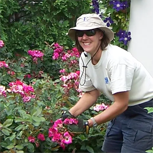 Ann Waters, head horticulturalist at Eastern Horticultural Services, tending a rose garden in Chester County PA