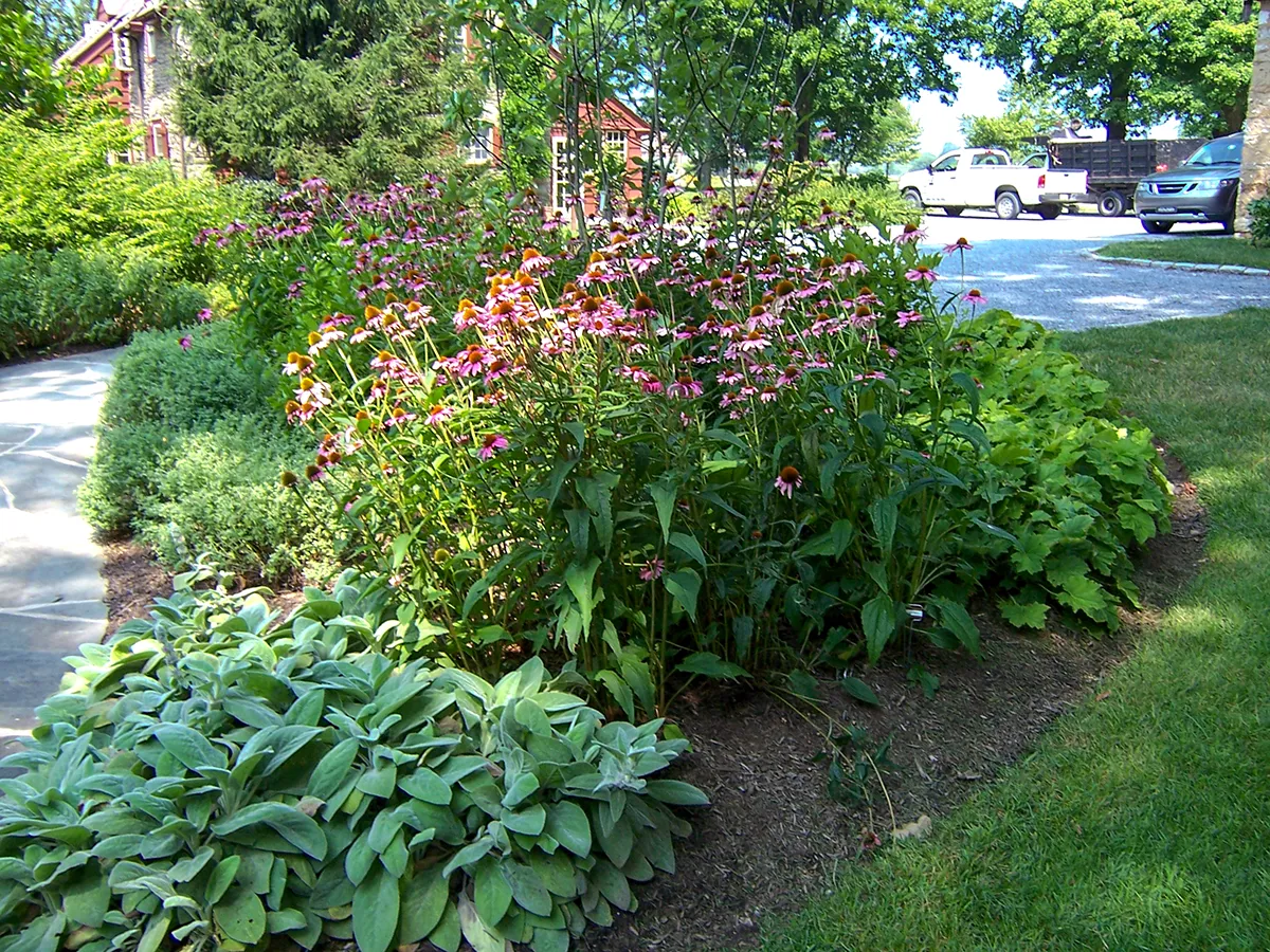 Pink peonies in full bloom in a managed estate garden border, with Chester County rolling farmland and woodland in the background
