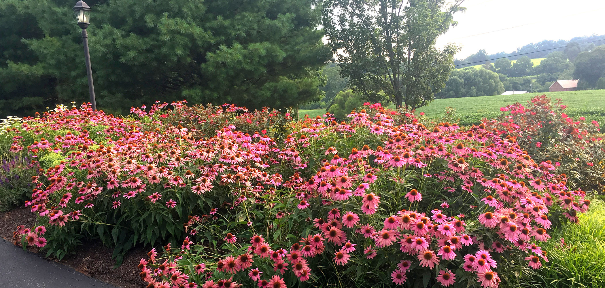 Purple coneflowers (Echinacea) blooming in a summer garden bed
