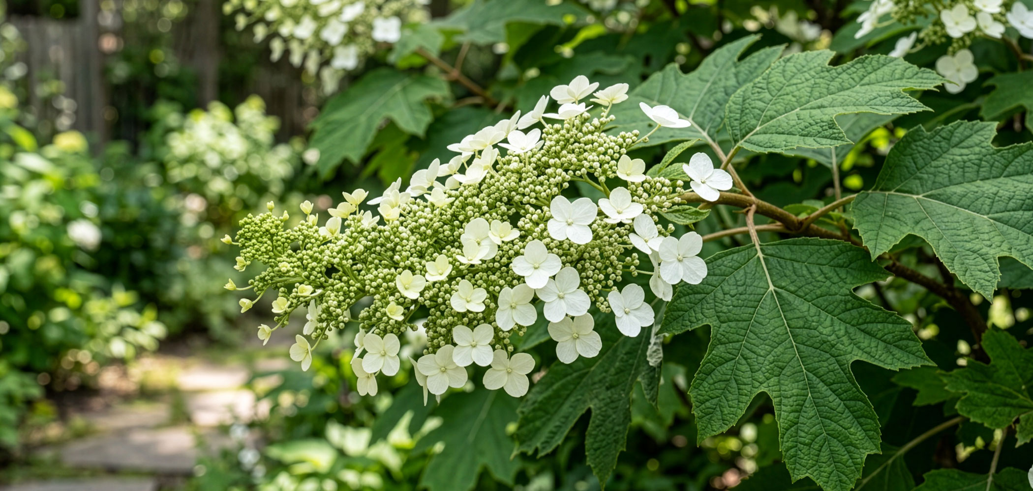 Oakleaf hydrangea blooms opening in June, with white flower clusters and lobed leaves