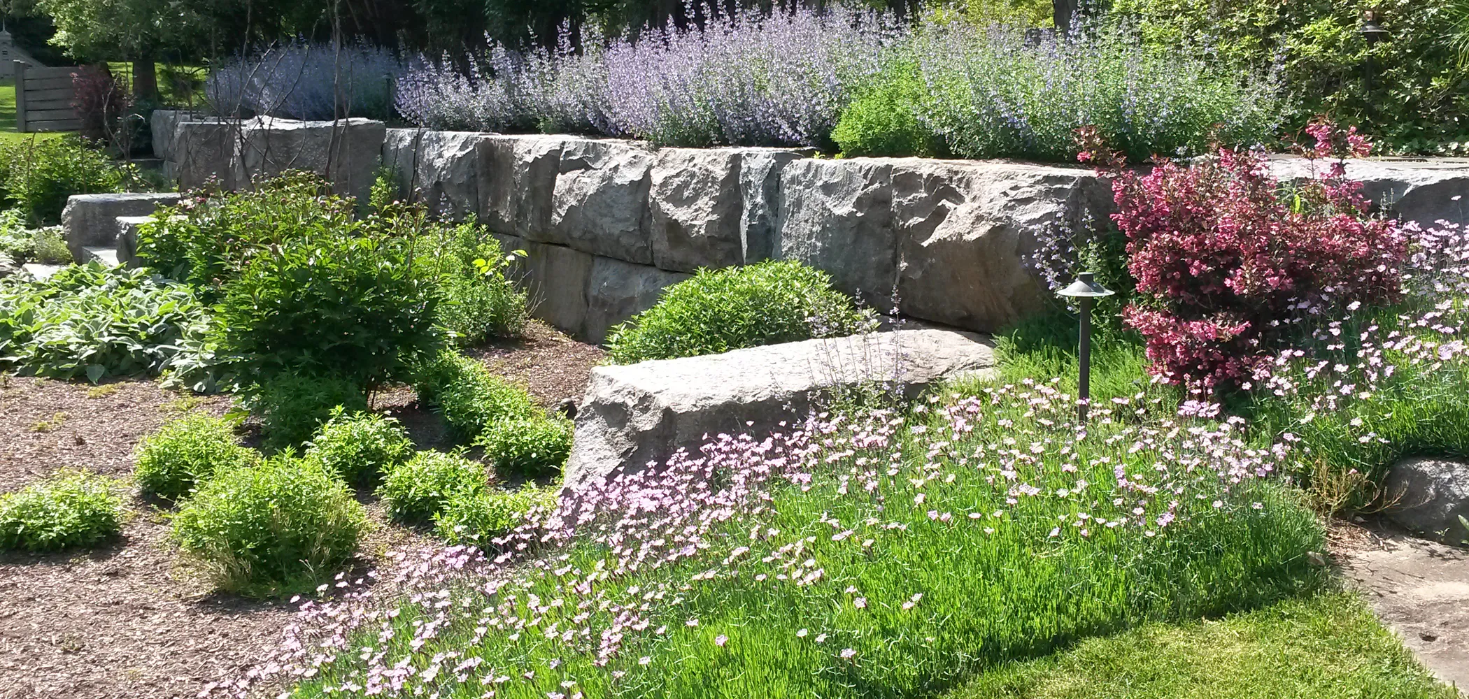 Nepeta (catmint) in bloom along a stone retaining wall in a Chester County garden, with pink Dianthus in the foreground