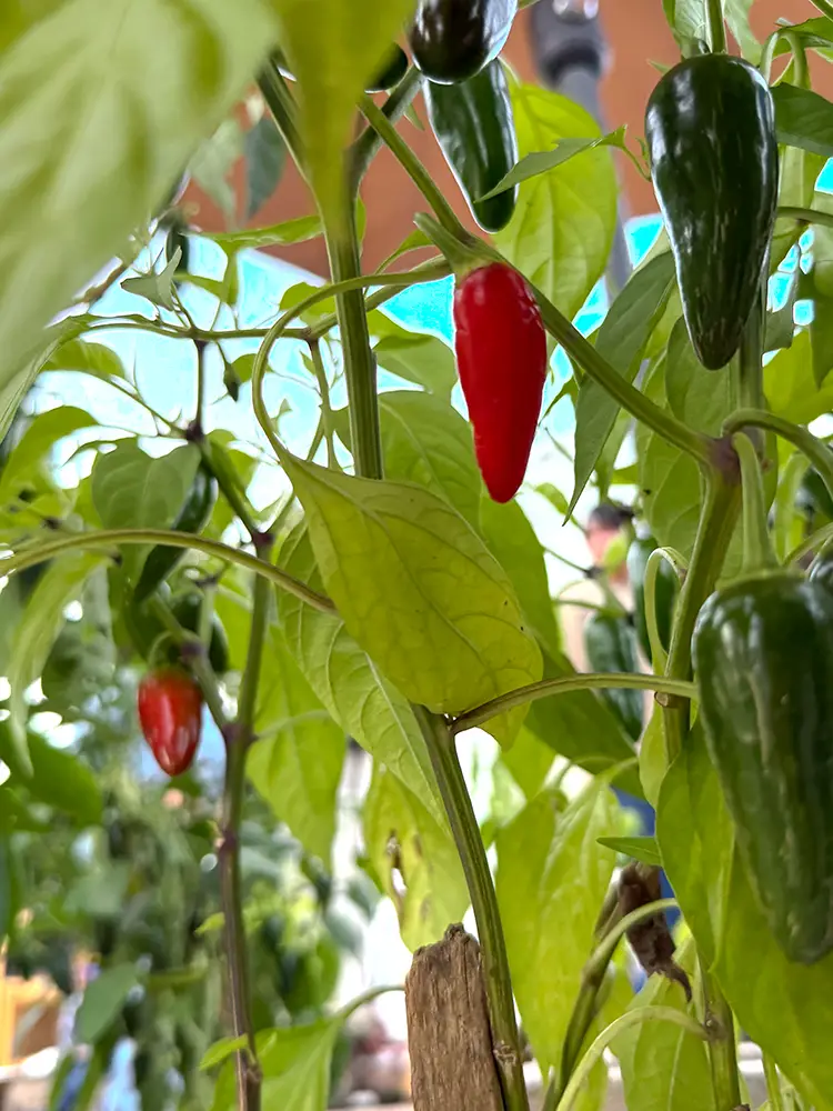 Ripe red and green jalapeño peppers growing on a contestant's plant