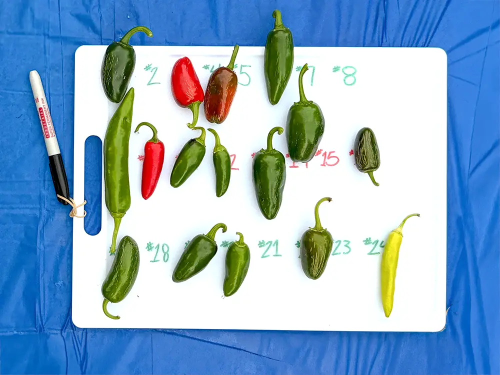 Numbered jalapeño peppers laid out on a cutting board for tasting