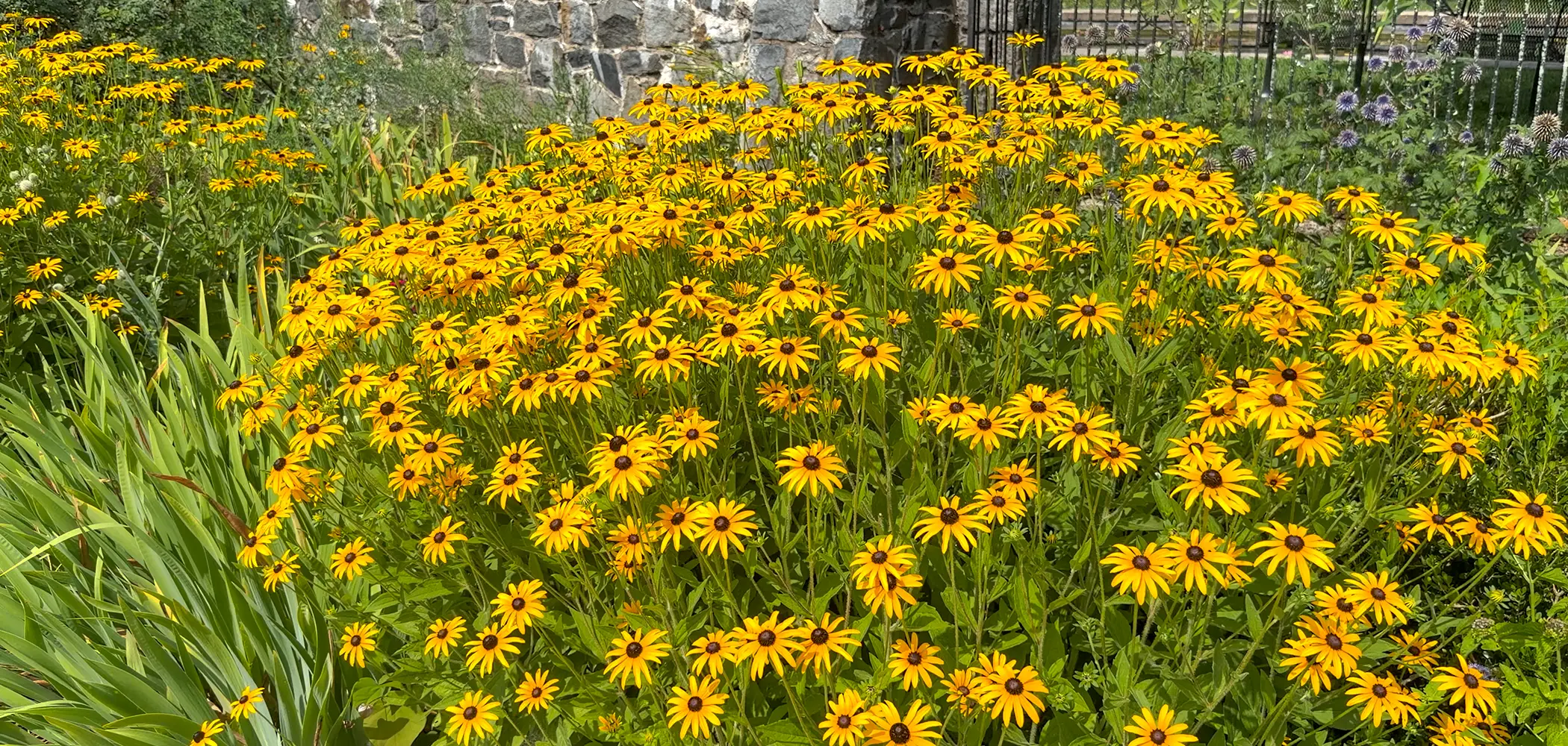 Black-eyed Susans (Rudbeckia) in full bloom in front of a fieldstone wall and wrought iron gate, with blue globe thistle beside them