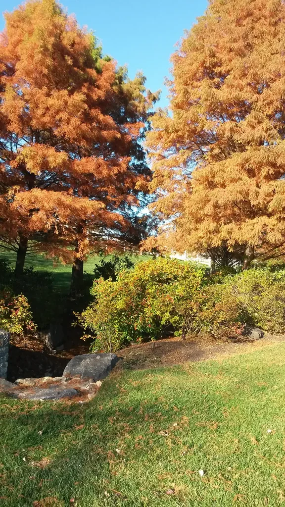 Two bald cypress trees in rust orange fall color above a planted bed of berried shrubs, stone and green turf