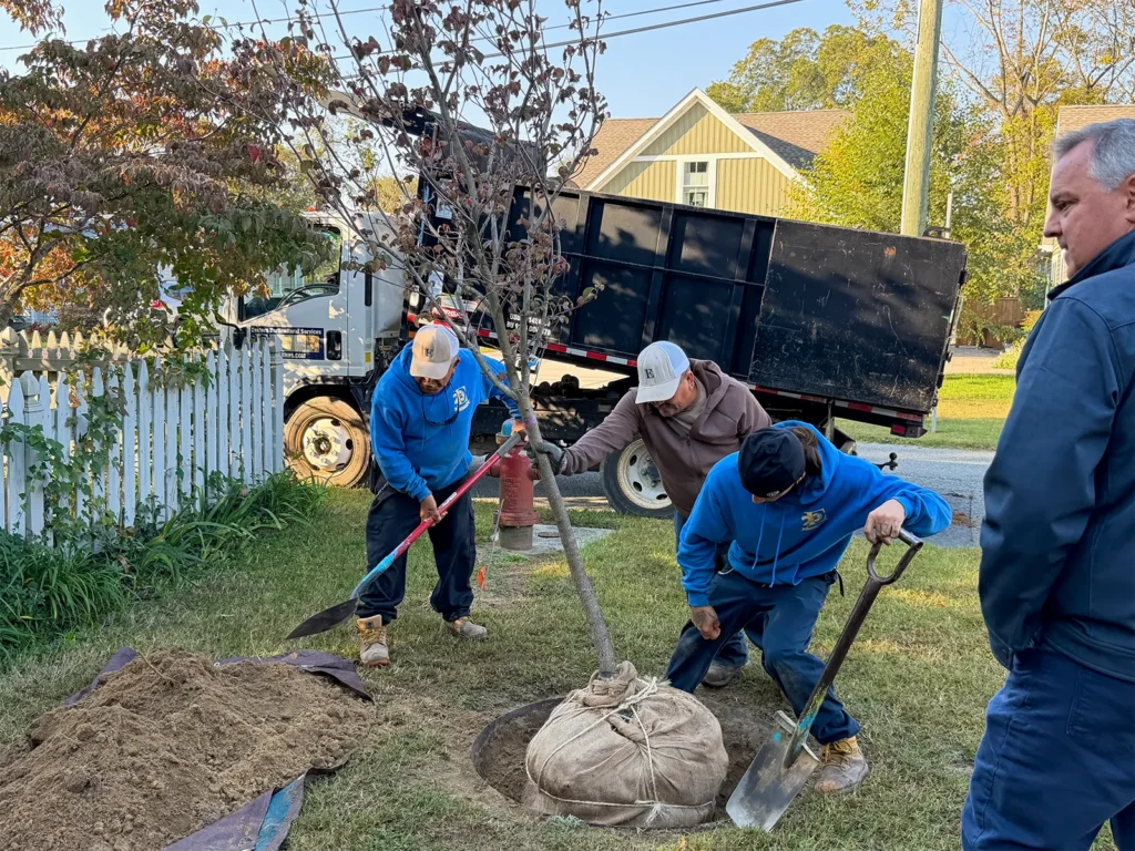EHS crew setting a balled-and-burlapped flowering dogwood in a Milton front yard