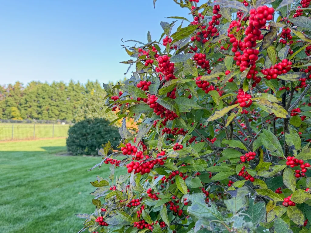 Winterberry holly heavy with red berries in late October, Sussex County, Delaware